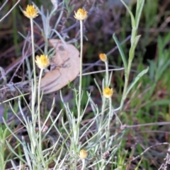 Leucochrysum albicans subsp. albicans (Hoary Sunray) at Nail Can Hill - 26 Aug 2023 by KylieWaldon