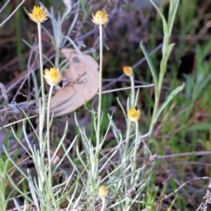 Leucochrysum albicans subsp. albicans at Albury, NSW - 26 Aug 2023 10:59 AM