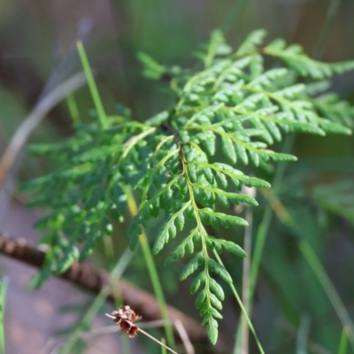 Cheilanthes austrotenuifolia (Rock Fern) at Albury, NSW - 26 Aug 2023 by KylieWaldon