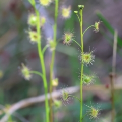 Drosera auriculata (Tall Sundew) at Albury - 26 Aug 2023 by KylieWaldon