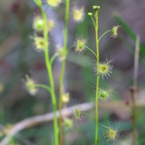 Drosera auriculata at Albury, NSW - 26 Aug 2023 11:00 AM