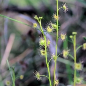 Drosera auriculata at Albury, NSW - 26 Aug 2023 11:00 AM