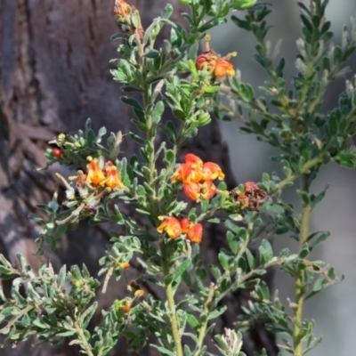 Grevillea alpina (Mountain Grevillea / Cat's Claws Grevillea) at Albury, NSW - 26 Aug 2023 by KylieWaldon