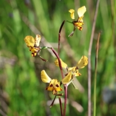 Diuris pardina (Leopard Doubletail) at Albury, NSW - 26 Aug 2023 by KylieWaldon