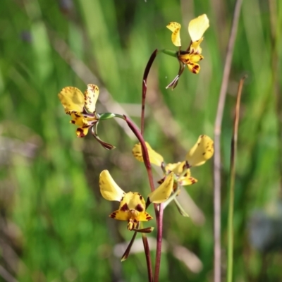 Diuris pardina (Leopard Doubletail) at Nail Can Hill - 26 Aug 2023 by KylieWaldon