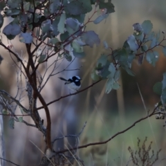 Malurus cyaneus (Superb Fairywren) at Molonglo River Reserve - 26 Aug 2023 by JimL