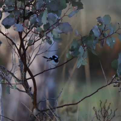 Malurus cyaneus (Superb Fairywren) at Whitlam, ACT - 26 Aug 2023 by JimL