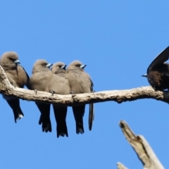 Artamus cyanopterus (Dusky Woodswallow) at Kama - 26 Aug 2023 by JimL