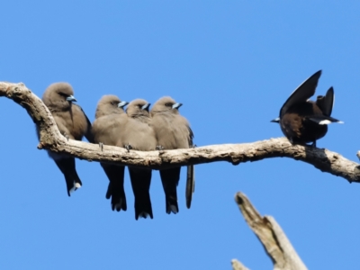 Artamus cyanopterus (Dusky Woodswallow) at Whitlam, ACT - 26 Aug 2023 by JimL