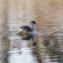 Tachybaptus novaehollandiae (Australasian Grebe) at Whitlam, ACT - 27 Aug 2023 by JimL