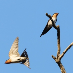 Hirundo neoxena at Whitlam, ACT - 27 Aug 2023 07:25 AM