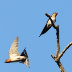 Hirundo neoxena (Welcome Swallow) at Belconnen, ACT - 26 Aug 2023 by JimL