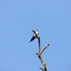 Hirundo neoxena at Whitlam, ACT - 27 Aug 2023 07:25 AM