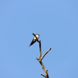 Hirundo neoxena at Whitlam, ACT - 27 Aug 2023 07:25 AM