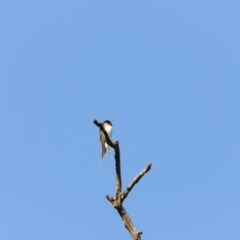 Hirundo neoxena at Whitlam, ACT - 27 Aug 2023 07:25 AM