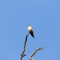 Hirundo neoxena at Whitlam, ACT - 27 Aug 2023 07:25 AM