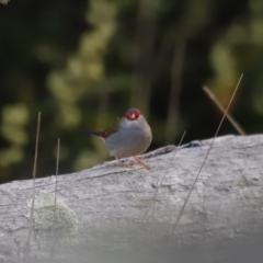 Neochmia temporalis (Red-browed Finch) at Belconnen, ACT - 26 Aug 2023 by JimL