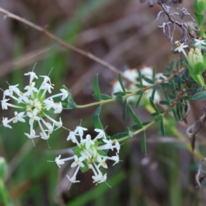 Pimelea linifolia at Albury, NSW - 26 Aug 2023