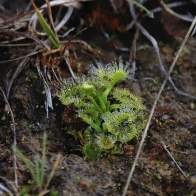 Drosera (genus) (A Sundew) at Belconnen, ACT - 27 Aug 2023 by JimL