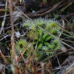 Drosera sp. at Belconnen, ACT - 27 Aug 2023