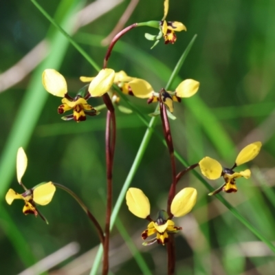 Diuris pardina (Leopard Doubletail) at Nail Can Hill - 26 Aug 2023 by KylieWaldon