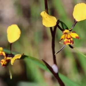 Diuris pardina at Albury, NSW - suppressed