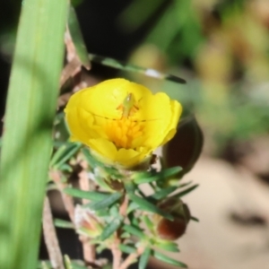 Caedicia simplex at Albury, NSW - 26 Aug 2023