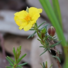 Hibbertia riparia (Erect Guinea-flower) at Albury - 26 Aug 2023 by KylieWaldon