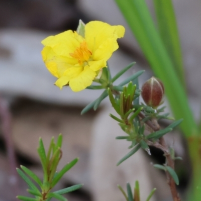 Hibbertia riparia (Erect Guinea-flower) at Nail Can Hill - 26 Aug 2023 by KylieWaldon