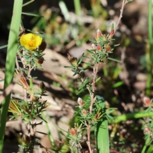 Hibbertia riparia at Albury, NSW - 26 Aug 2023