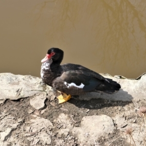 Cairina moschata at Gunning, NSW - 27 Aug 2023 11:56 AM