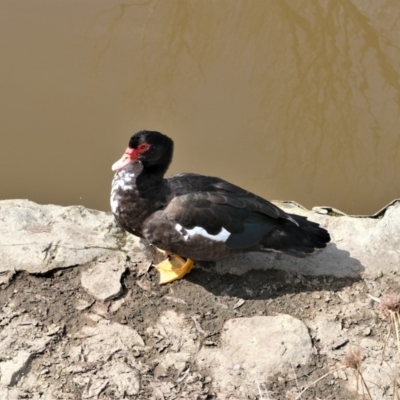 Cairina moschata (Muscovy Duck (Domestic Type)) at Gunning, NSW - 27 Aug 2023 by TrishGungahlin