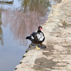 Cairina moschata at Gunning, NSW - 27 Aug 2023 11:56 AM