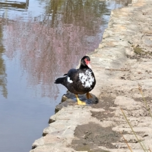 Cairina moschata at Gunning, NSW - 27 Aug 2023 11:56 AM