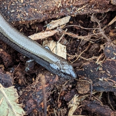 Hemiergis talbingoensis (Three-toed Skink) at Watson Green Space - 27 Aug 2023 by AniseStar