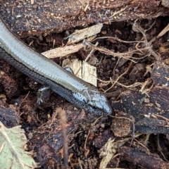 Hemiergis talbingoensis (Three-toed Skink) at Watson, ACT - 27 Aug 2023 by AniseStar