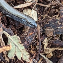 Hemiergis talbingoensis at Watson, ACT - 27 Aug 2023 04:13 PM