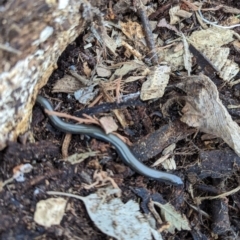 Hemiergis talbingoensis at Watson, ACT - 27 Aug 2023 04:13 PM