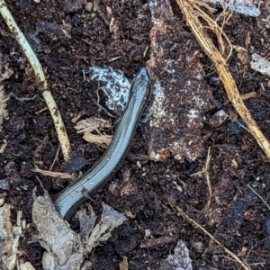 Hemiergis talbingoensis at Watson, ACT - 27 Aug 2023 04:13 PM