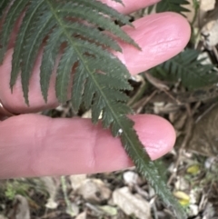 Blechnum neohollandicum (Prickly Rasp Fern) at Kangaroo Valley, NSW - 27 Aug 2023 by lbradley