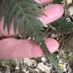 Blechnum neohollandicum (Prickly Rasp Fern) at Kangaroo Valley, NSW - 27 Aug 2023 by lbradleyKV