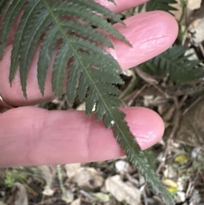 Blechnum neohollandicum (Prickly Rasp Fern) at Kangaroo Valley, NSW - 27 Aug 2023 by lbradleyKV