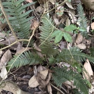 Blechnum neohollandicum at Kangaroo Valley, NSW - 27 Aug 2023