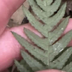 Blechnum neohollandicum at Kangaroo Valley, NSW - 27 Aug 2023