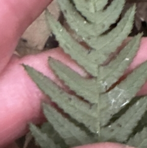 Blechnum neohollandicum at Kangaroo Valley, NSW - suppressed