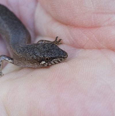 Saproscincus mustelinus (Weasel Skink) at QPRC LGA - 26 Aug 2023 by MatthewFrawley