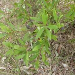 Hakea salicifolia subsp. salicifolia at Kaleen, ACT - 27 Aug 2023
