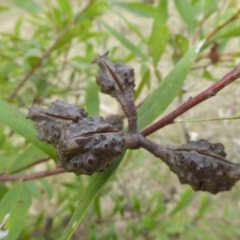 Hakea salicifolia subsp. salicifolia at Kaleen, ACT - 27 Aug 2023