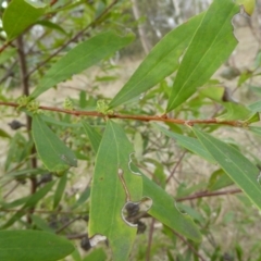 Hakea salicifolia subsp. salicifolia at Kaleen, ACT - 27 Aug 2023