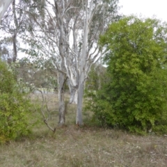 Hakea salicifolia subsp. salicifolia at Kaleen, ACT - 27 Aug 2023